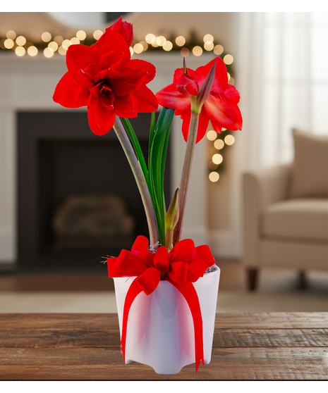 christmas amaryllis plant delivered baton rouge LA