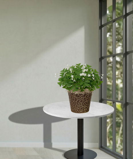 A lush green shamrock plant with delicate white flowers potted in a modern white square planter with natural moss, sitting on a table