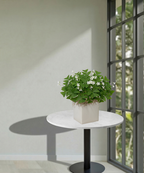 The Shamrock Plant - Available in Green or Purple