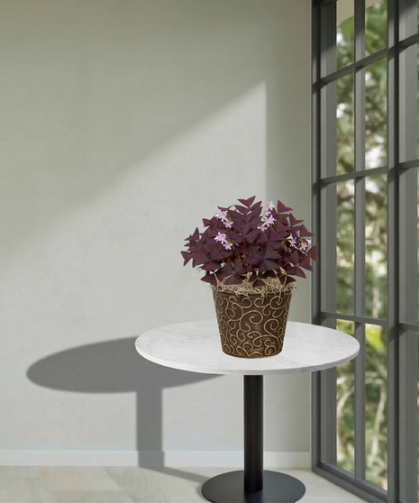 A lush green shamrock plant with delicate white flowers potted in a modern white square planter with natural moss, sitting on a table