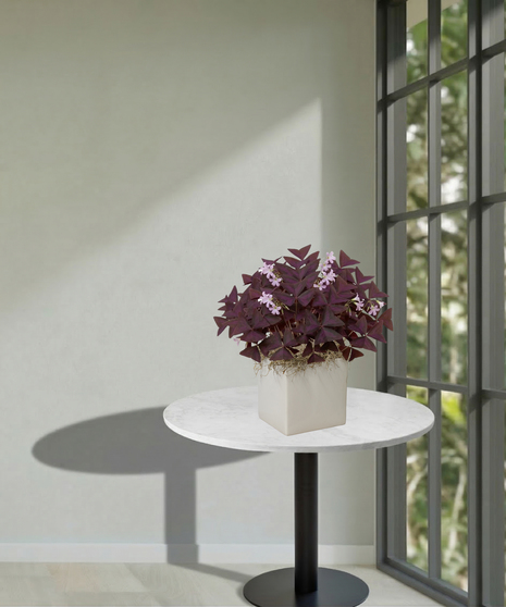 A lush green shamrock plant with delicate white flowers potted in a modern white square planter with natural moss, sitting on a table