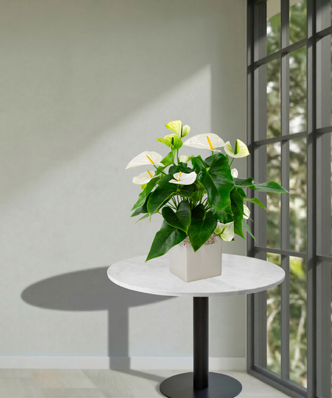 Pink or Red Anthurium Laceleaf Plant in a Ginny Pot delivered in Baton Rouge - Billy Heroman's