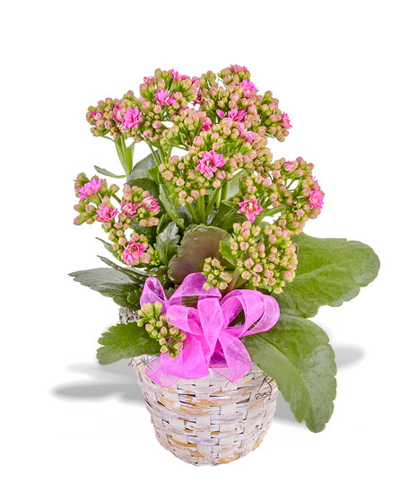 Kalanchoe Plant