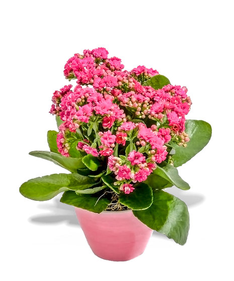 Blooming Kalanchoe Plant delivered Baton Rouge LA