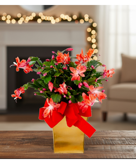 christmas cactus plant delivered baton rouge LA