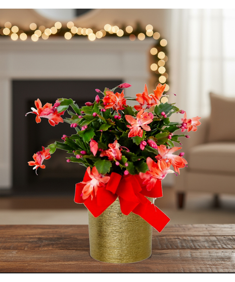 christmas cactus plant delivered baton rouge LA