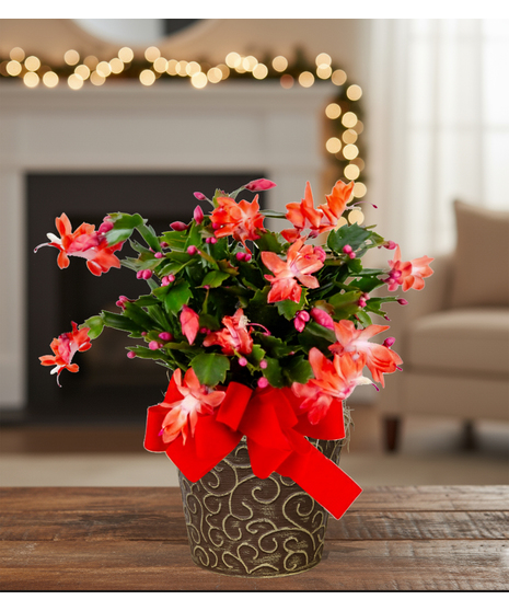 christmas cactus plant delivered baton rouge LA