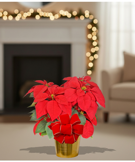 Homegrown poinsettia plants delivered baton rouge LA