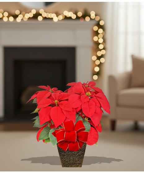 Homegrown poinsettia plants delivered baton rouge LA