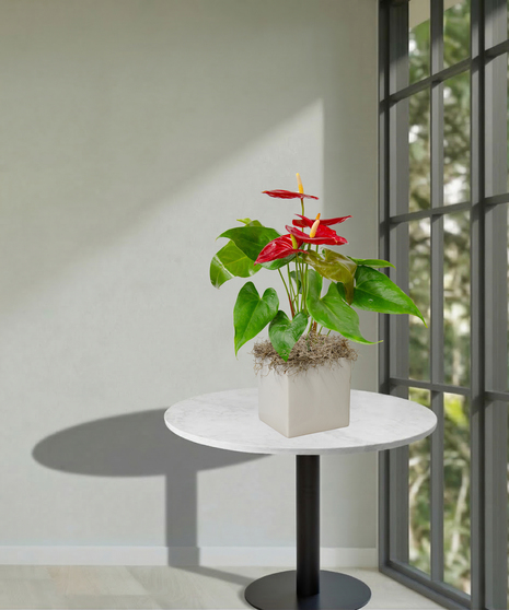 Pink or Red Anthurium Laceleaf Plant in a Ginny Pot delivered in Baton Rouge - Billy Heroman's