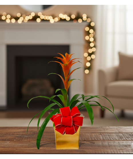 tropical blooming bromeliad plant delivered baton rouge LA