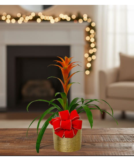 tropical blooming bromeliad plant delivered baton rouge LA