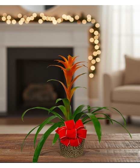 tropical blooming bromeliad plant delivered baton rouge LA