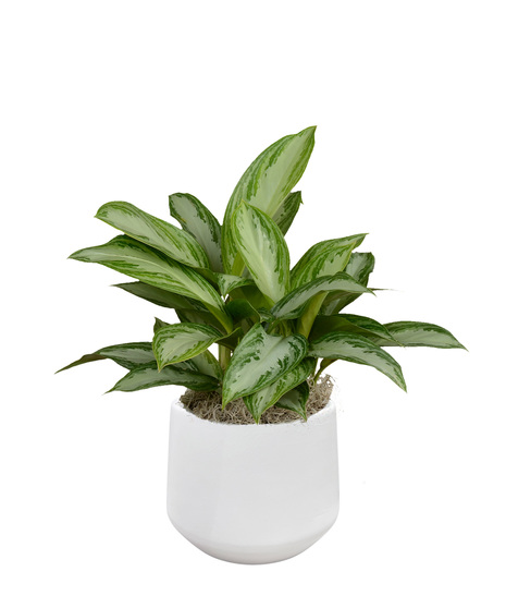 Chinese Evergreen - Upgraded Ceramic Container