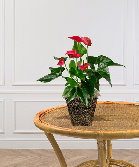 Pink or Red Anthurium Laceleaf Plant in a Ginny Pot delivered in Baton Rouge - Billy Heroman's