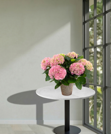 Hydrangea Plants - 6