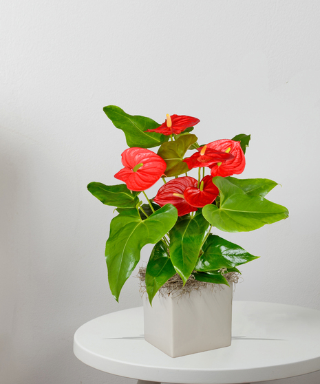 Anthuriums
