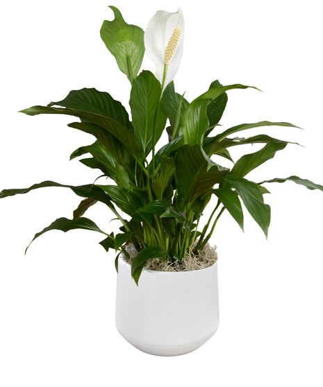 Six Inch Spathiphyllum Plant in Decorative Container - Delivered in Baton Rouge, LA by Billy Heroman's