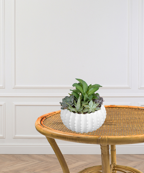 Elegant Succulent Planter