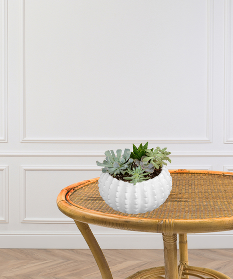 Elegant Succulent Planter - Delivered in Baton Rouge