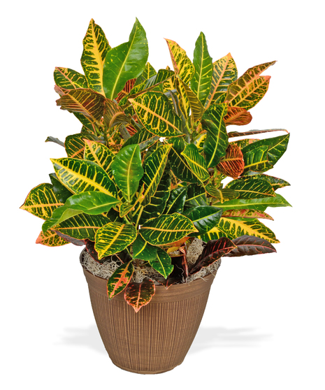 Croton