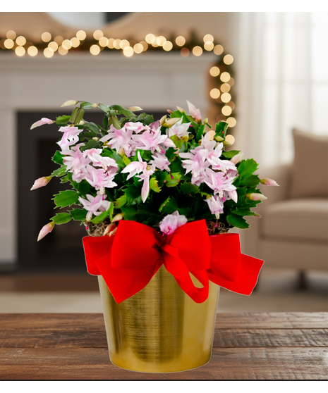 cactus blooming plant delivered baton rouge la