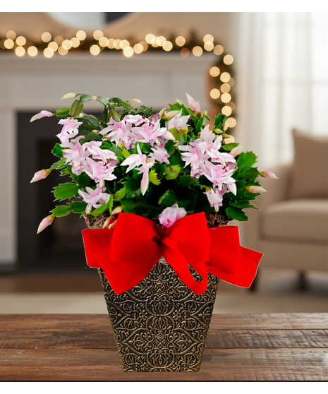 cactus blooming plant delivered baton rouge la