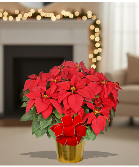Homegrown poinsettia plants delivered baton rouge LA