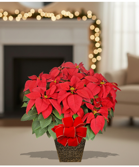 Homegrown poinsettia plants delivered baton rouge LA