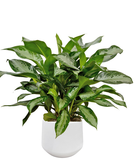 Six Inch Chinese Evergreen Plant in Decorative Container - Delivered in Baton Rouge, LA by Billy Heroman's