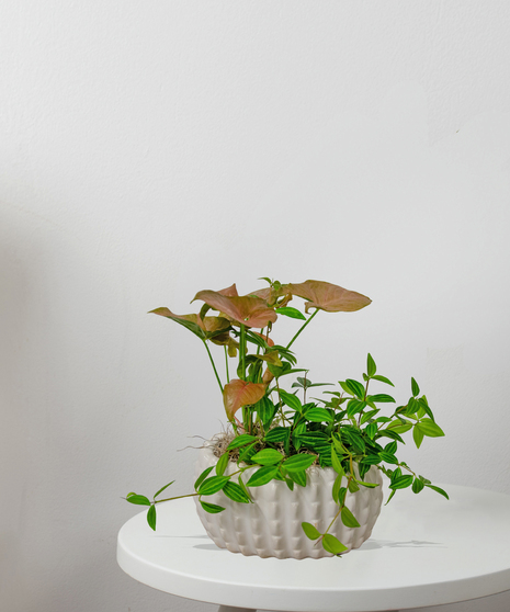 European Garden In Oval Ceramic Container