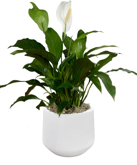 Spathiphyllum Plant - Upgraded Ceramic Container