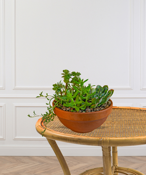 Several green succulents arranged in a special container.