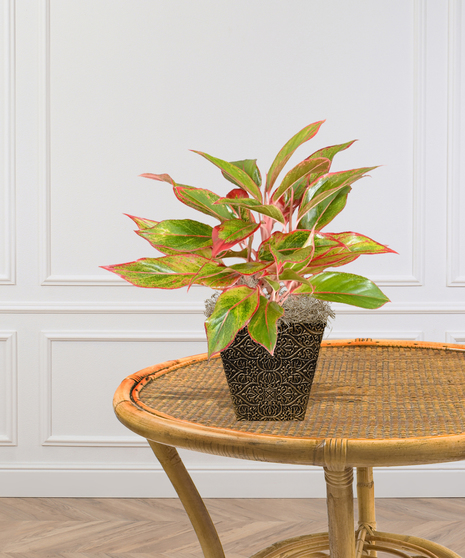 Red Aglaonema House Plant delivered Baton Rouge LA