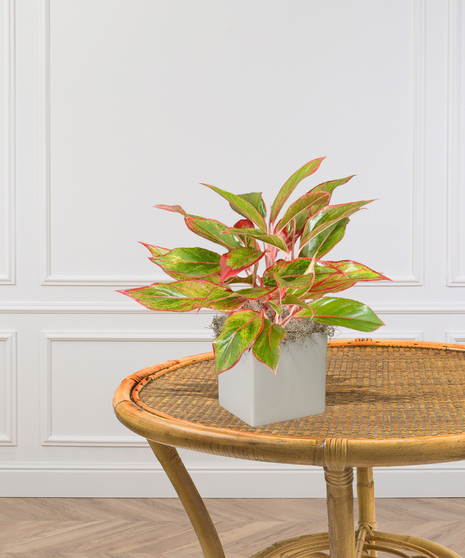Red Aglaonema Plant