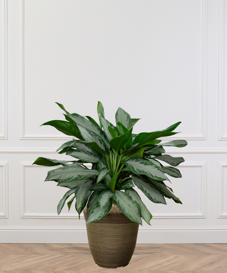 Chinese Evergreen Plant delivered in Baton Rouge LA