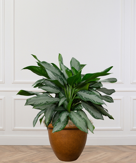 Chinese Evergreen