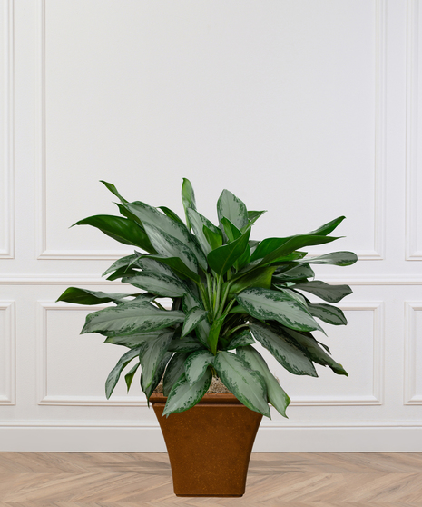 Chinese Evergreen