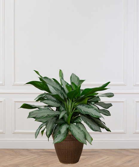Chinese Evergreen Plant delivered in Baton Rouge LA