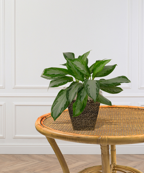 Chinese Evergreen Plant delivered in Baton Rouge LA