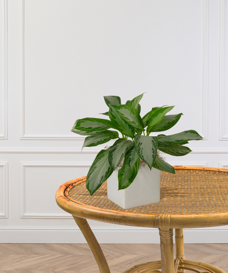 Chinese Evergreen Plant delivered in Baton Rouge LA