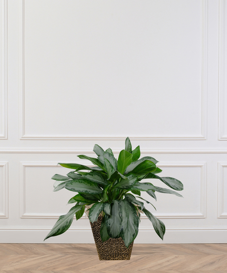 Chinese Evergreen Plant delivered in Baton Rouge LA