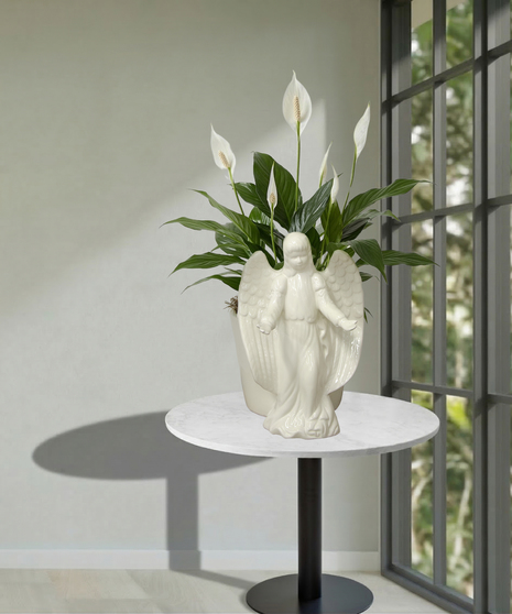 Chinese Evergreen Green Plant Baton Rouge, LA