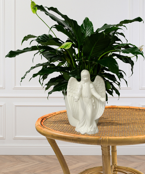 Chinese Evergreen Green Plant Baton Rouge, LA