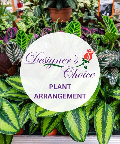 Designer's Choice Plant Arrangement