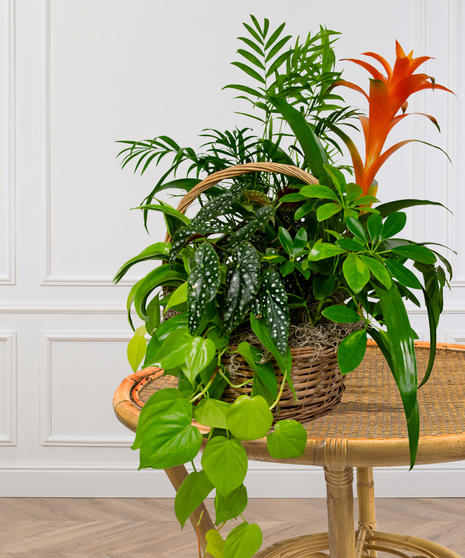 Green and Blooming Plants arranged and delivered in Baton Rouge, LA