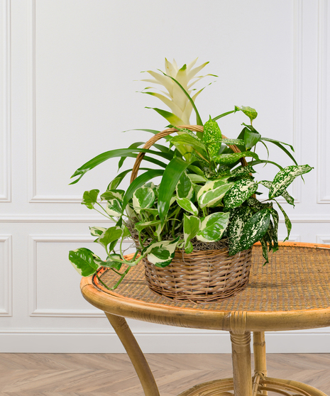 Green and Blooming Plants arranged and delivered in Baton Rouge, LA