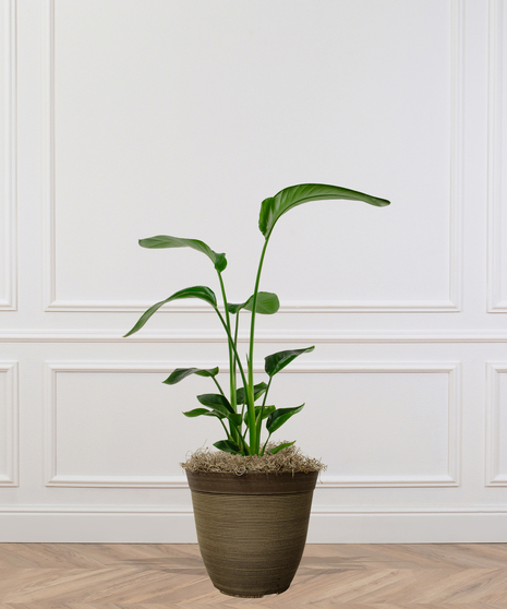 Birds of Paradise Plant delivered in Baton Rouge LA