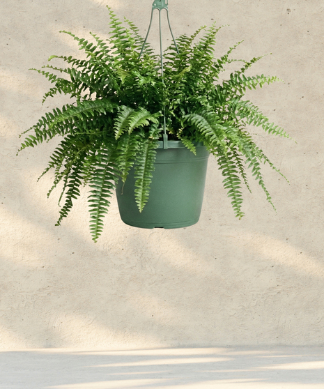 Fern (Boston or Macho)  - 10