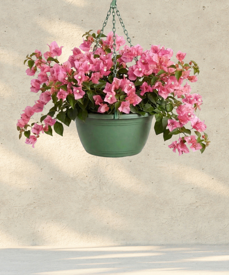 Bougainvillea - 12